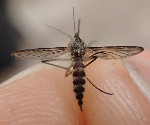 Réf. 346 132 : Aedes sp.
