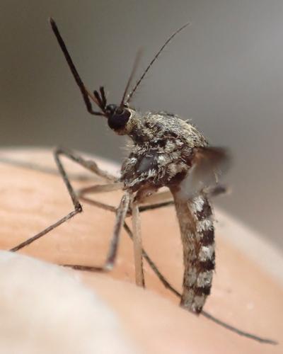 Réf. 346 134 : Aedes sp.