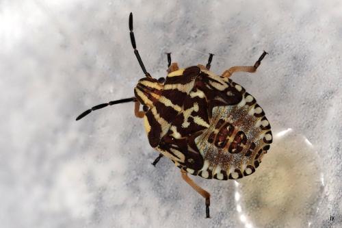 Carpocoris sp.