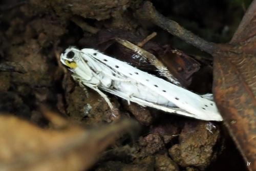 Réf. 346 395 : Yponomeuta sp.