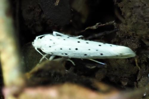 Yponomeuta sp.