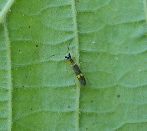 Réf. 346 221 : Malthinus bilineatus