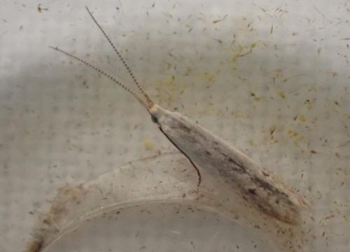 Réf. 346 575 : Coleophora unipunctella