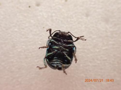 Réf. 346 274 : Chrysolina varians