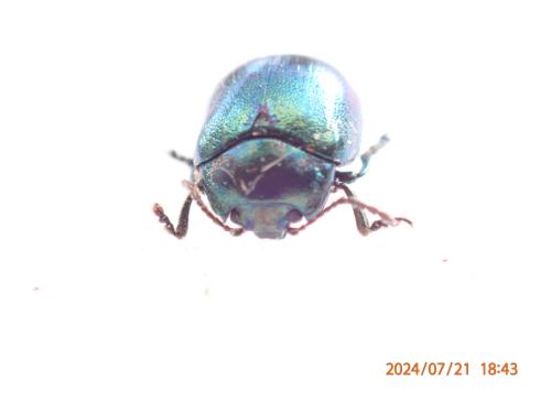 Réf. 346 301 : Chrysolina varians