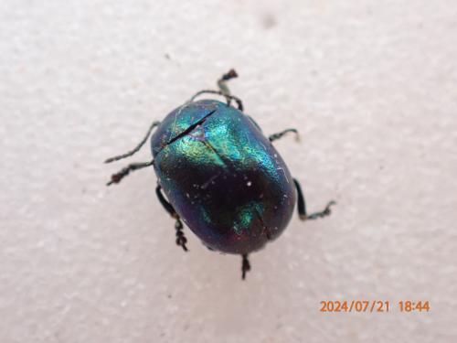 Réf. 346 273 : Chrysolina varians