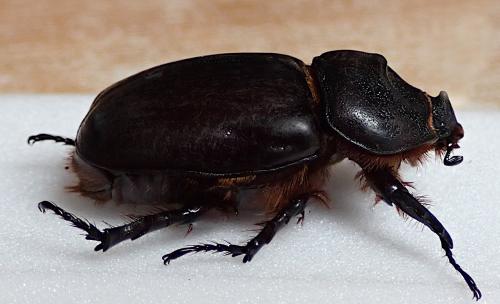 Réf. 346 520 : Oryctes nasicornis