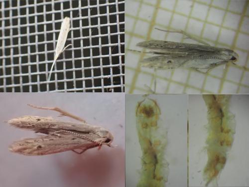 Réf. 346 576 : Coleophora unipunctella