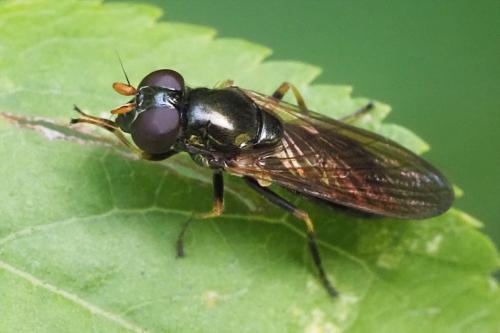 Réf. 346 605 : Cheilosia pagana