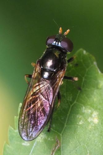 Réf. 346 606 : Cheilosia pagana