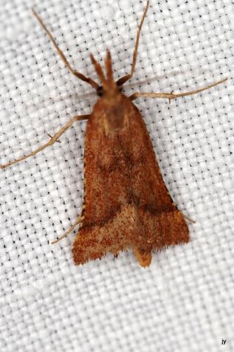 Synaphe punctalis