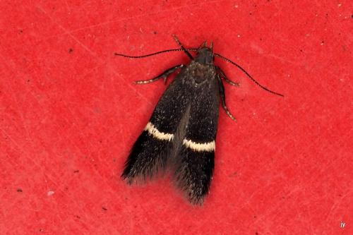 Aproaerema sp.