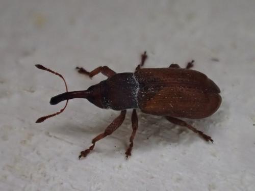 Magdalis rufa