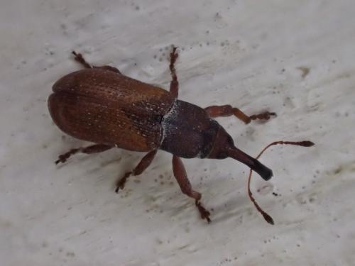 Magdalis rufa
