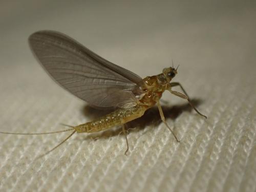 Serratella ignita