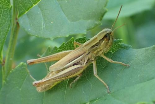 Euchorthippus declivus