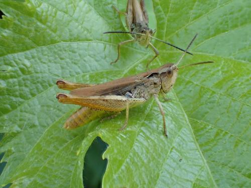 Chorthippus apricarius apricarius
