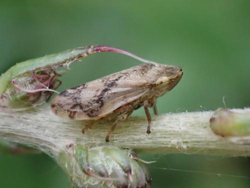 Philaenus spumarius