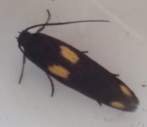 Scythris sinensis