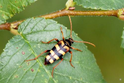 Leptura aurulenta
