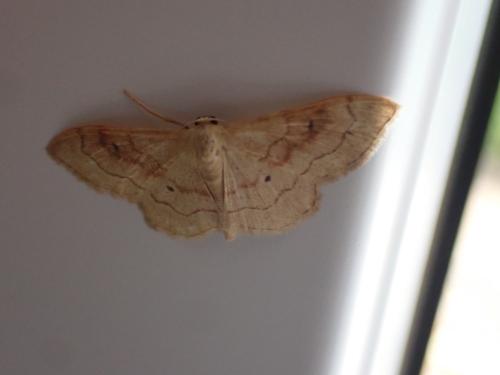 Idaea rubraria