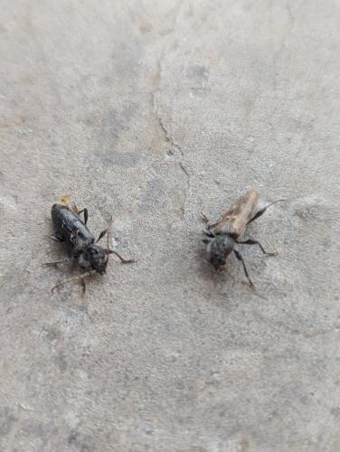 Réf. 346 220 : Hylotrupes bajulus