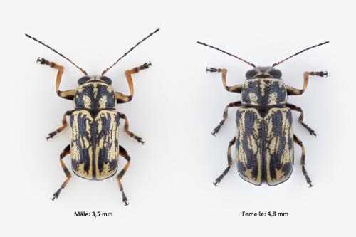 Réf. 346 343 : Pachybrachis hippophaes