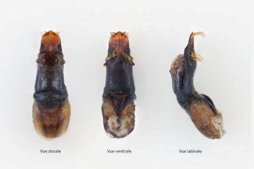Réf. 346 344 : Pachybrachis hippophaes