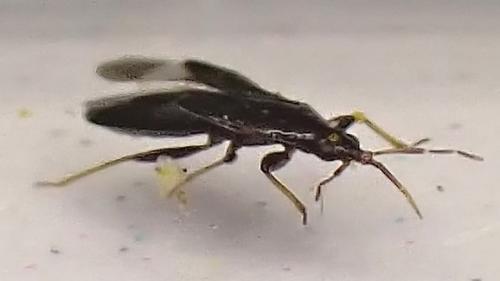 Dufouriellus ater