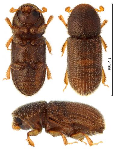 Crypturgus cinereus