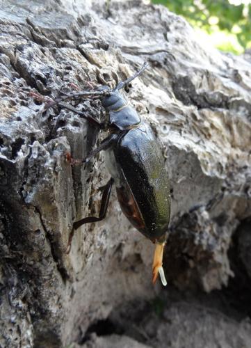 Prionus coriarius