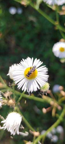 Réf. 346 821 : Syritta pipiens