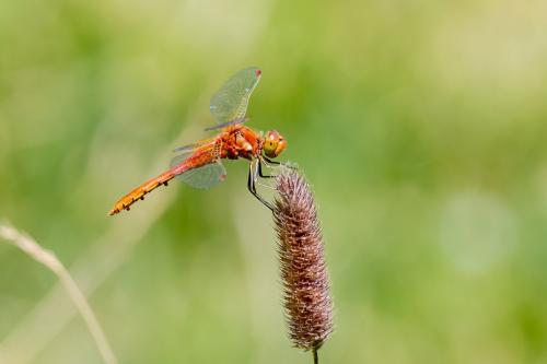 Sympetrum flaveolum
