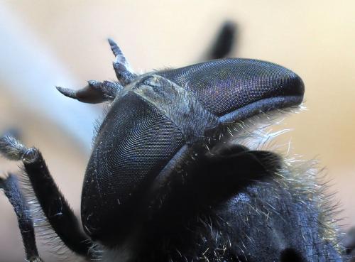 Tabanus maculicornis