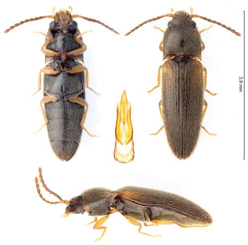 Réf. 346 674 : Adrastus rachifer