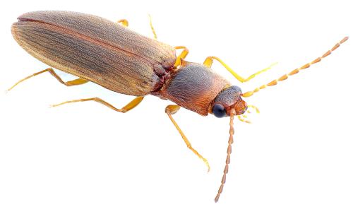 Athous emaciatus