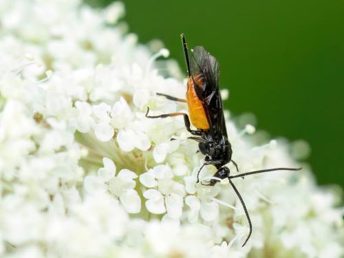 Braconinae