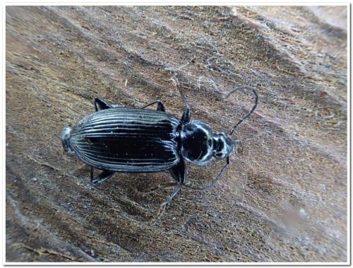 Réf. 346 055 : Agonum lugens