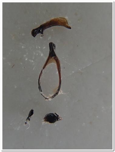 Réf. 346 056 : Agonum lugens