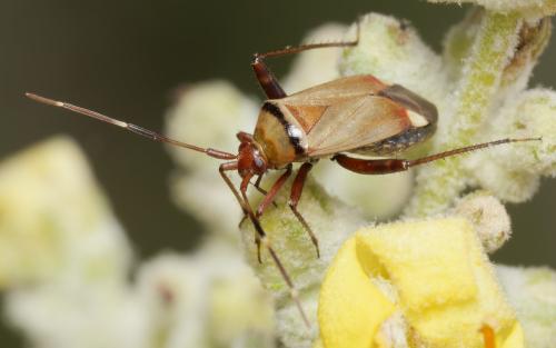 Réf. 346 738 : Adelphocoris vandalicus