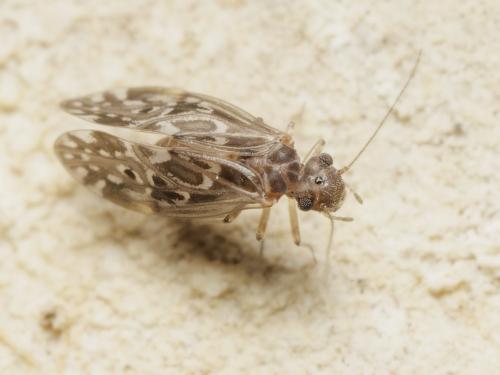 Peripsocus alboguttatus