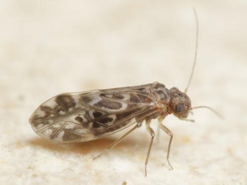 Peripsocus alboguttatus