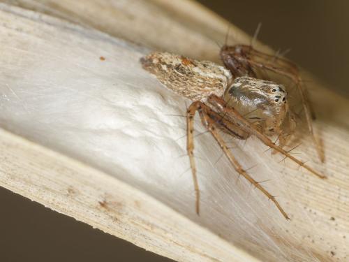 Réf. 346 797 : Oxyopes lineatus