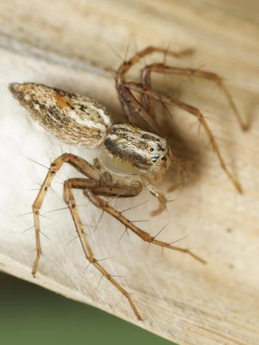 Réf. 346 798 : Oxyopes lineatus