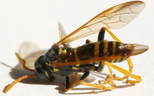 Réf. 346 632 : Tenthredo scrophulariae