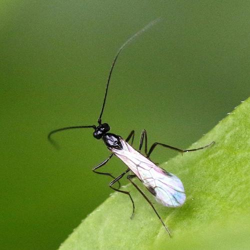 Macrocentrus sp.