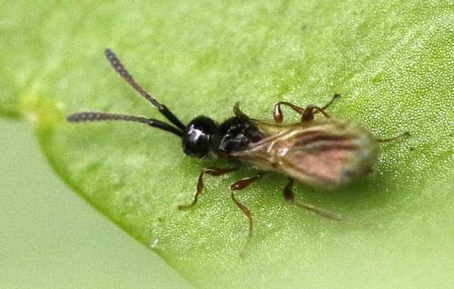 Réf. 346 762 : Spilomicrus sp.