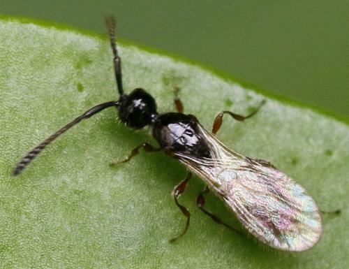 Réf. 346 763 : Spilomicrus sp.