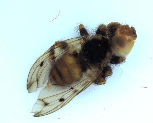Réf. 346 468 : Myopa polystigma
