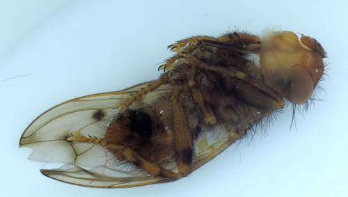 Réf. 346 469 : Myopa polystigma